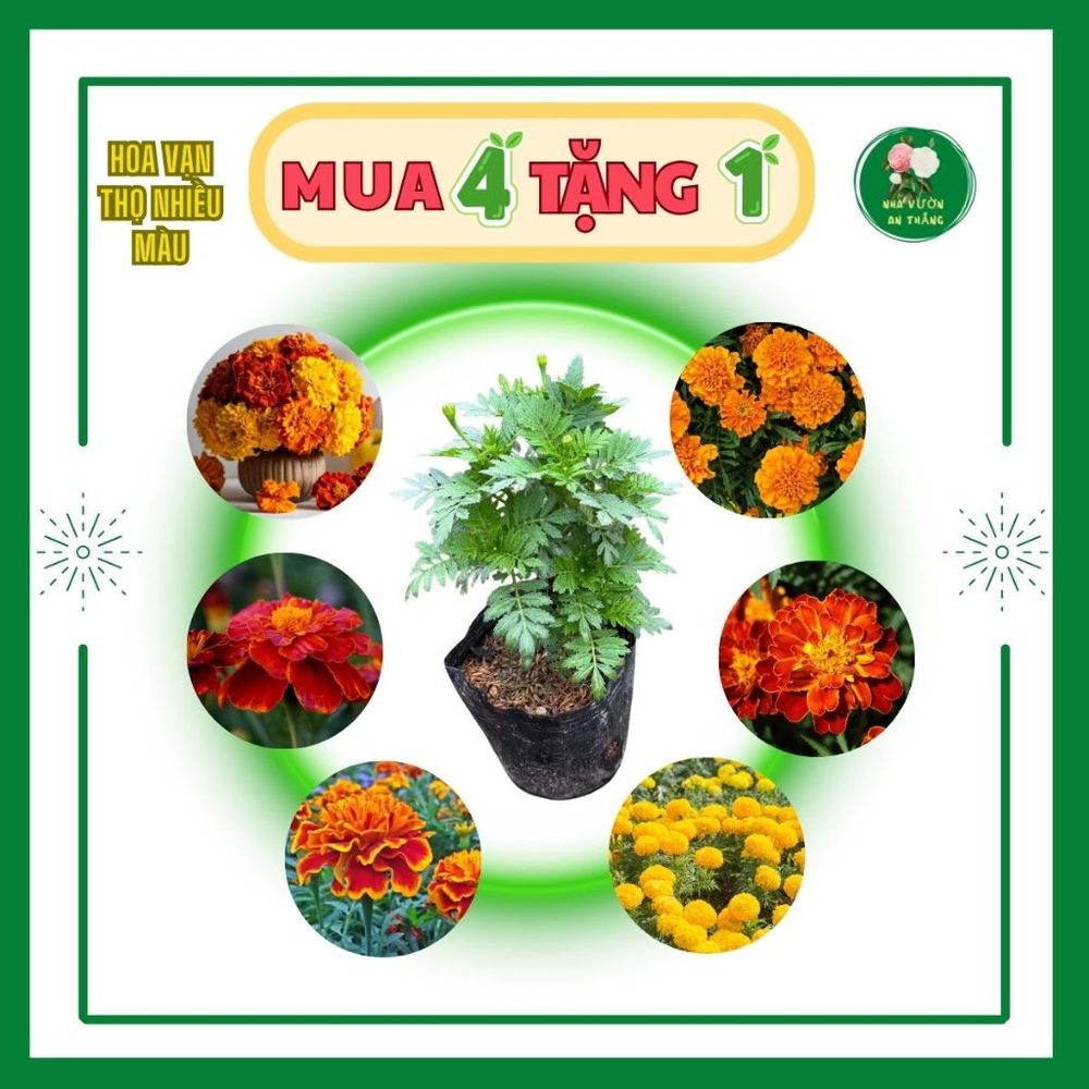 Bán hết Cây giống hoa vạn thọ mix nhiều màu chuẩn giống F1 h