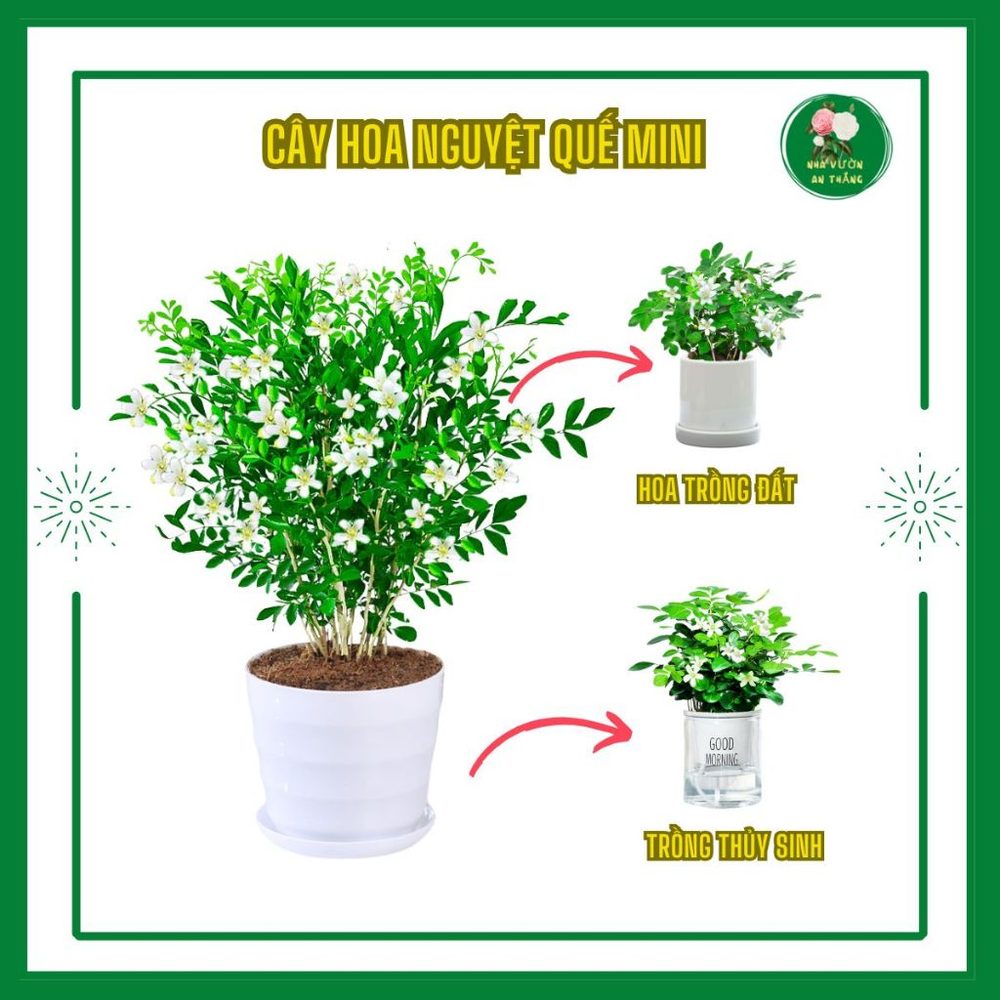 Bán hết Cây hoa nguyệt quế mini hương thơm dịu nhẹ để bàn là