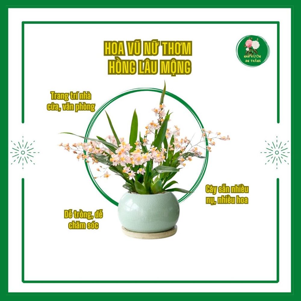 Bán hết Cây hoa Vũ nữ thơm Hồng lâu mộng nhiều hoa để bàn là