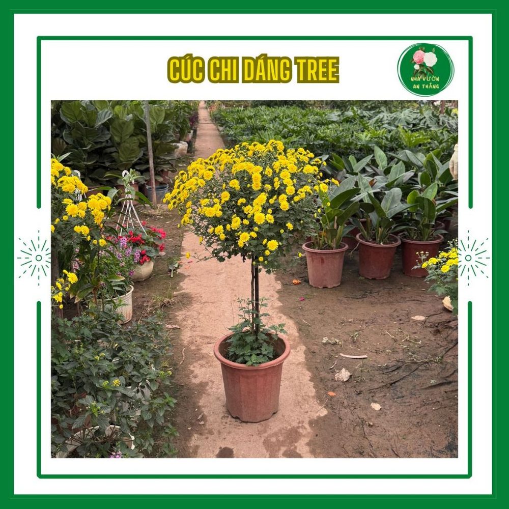 Bán hết Chậu cúc chi thân gỗ dáng tree sẵn nụ hoa nở bền