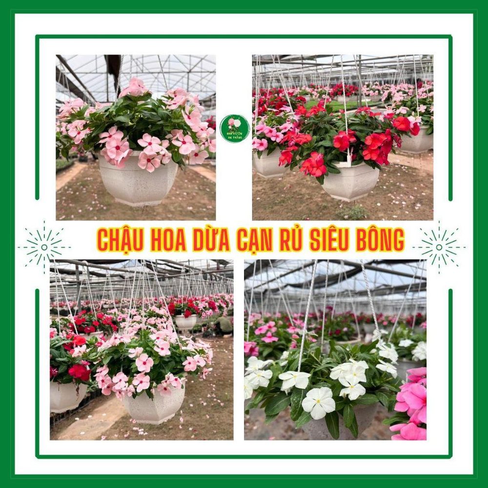 Bán hết Chậu hoa dừa cạn siêu bông nhiều màu sắc trồng sân v