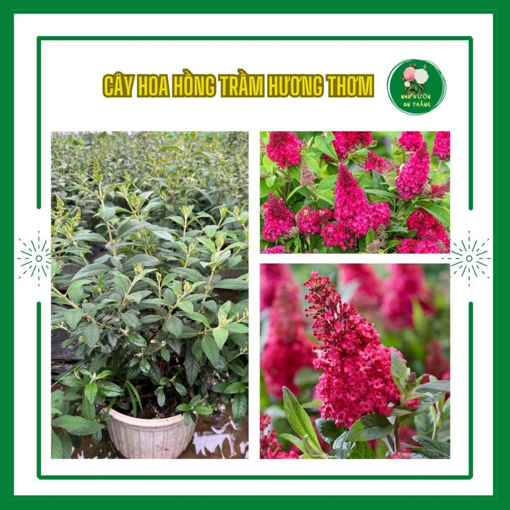 Bán hết Chậu Hồng trầm hương nở quanh năm