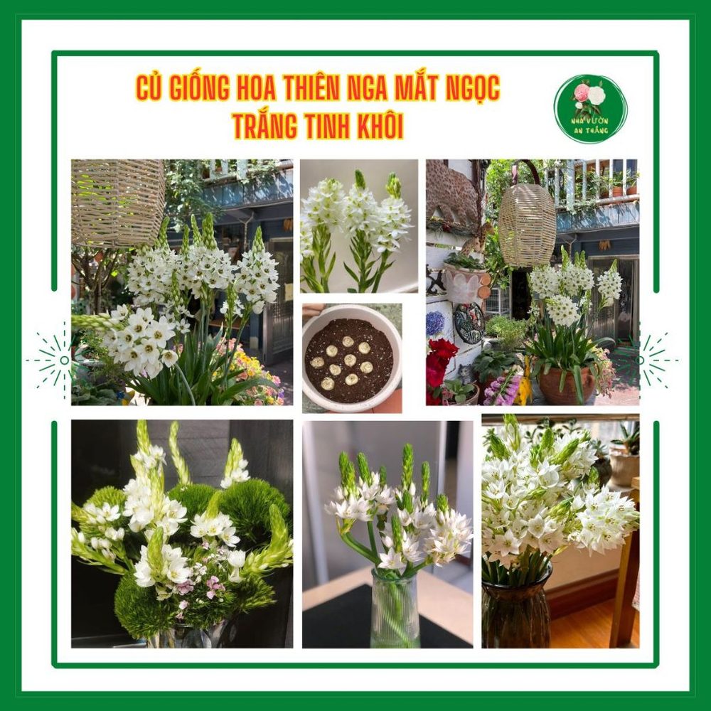 Bán hết Củ giống hoa thiên nga mắt ngọc nhụy xanh lấp lánh h