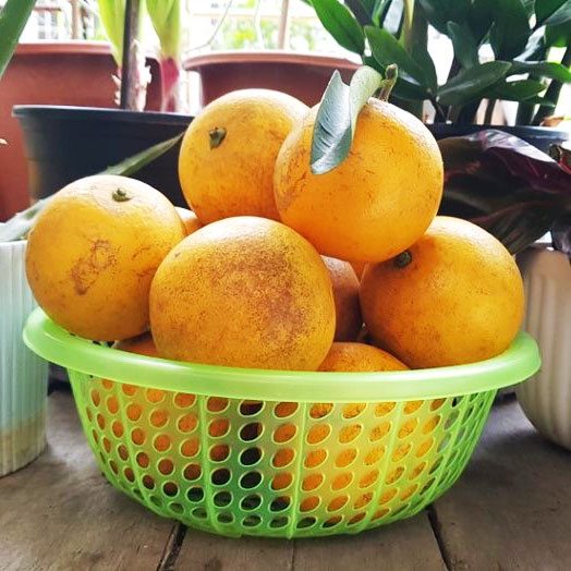 Bán hết [HN] Cam Vinh Lục Ngạn Bắc Giang ngọt thơm