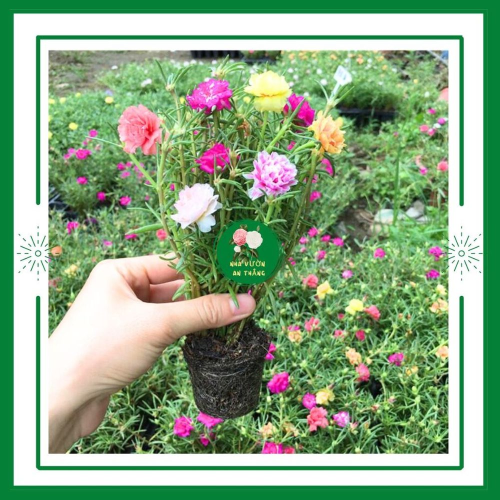 Bán hết Hoa mười giờ mix nhiều màu sắc sẵn nụ dễ trồng