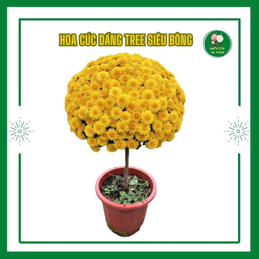 Bán hết [ Số lượng Ít ] Hoa cúc dáng tree siêu bông