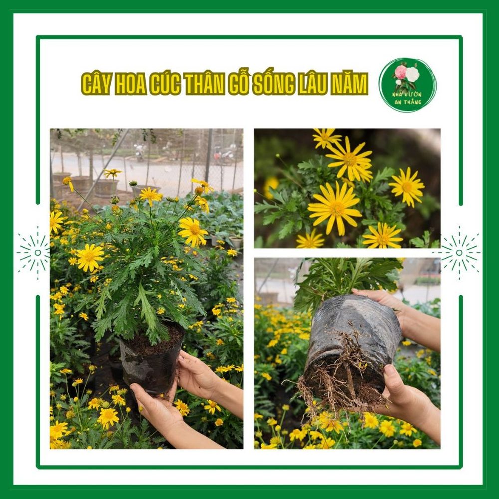 Cây hoa cúc thân gỗ sống lâu năm