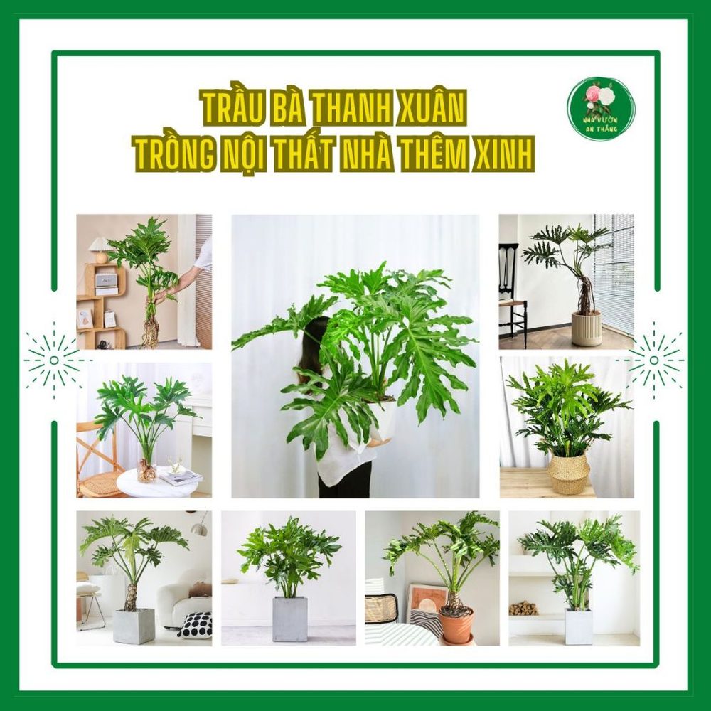 Cây Trầu Bà Thanh Xuân Trang Trí Nội Thất Nhà Thêm Xinh