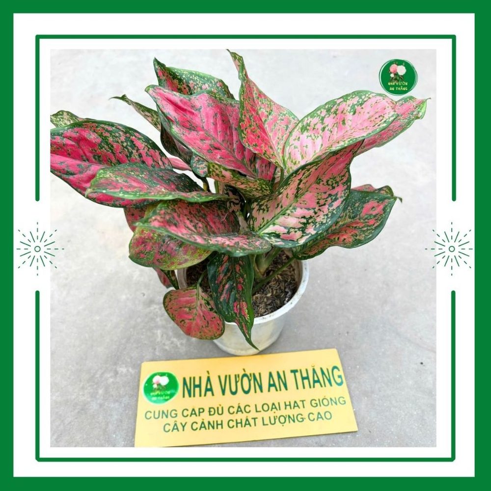 Cây vạn lộc phong thủy để bàn làm việc mang lại may mắn