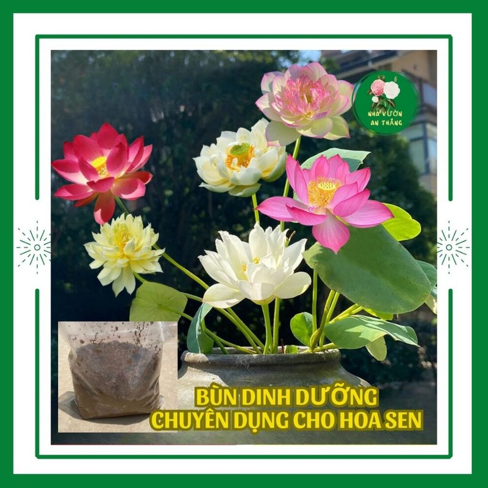 Combo bùn dinh dưỡng cho hoa sen + hạt giống hoa sen + phân