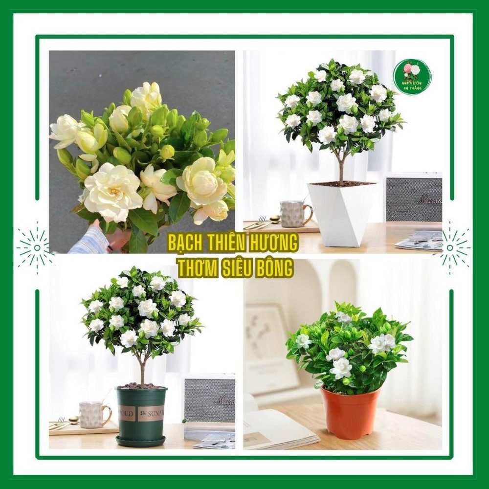 Giống hoa bạch thiên hương thơm