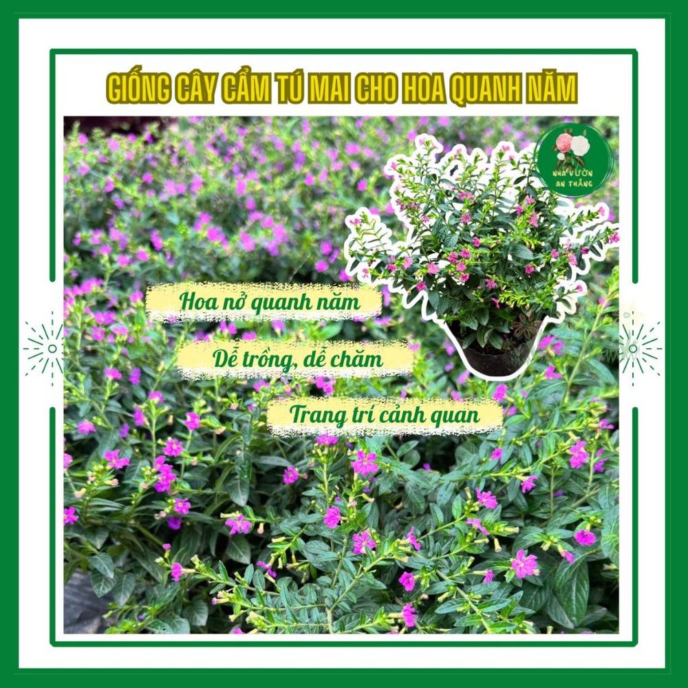 Hoa cẩm tú mai nở quanh năm